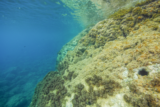 -1m. Al fondo de la imagen se observan un grupo de castañuelas Chromis chromis y en la parte inferior el alga parda Halopteris scoparia.