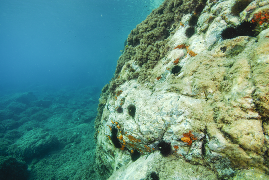 -3m. Las esponjas rojas y el coral naranja Astroides calycularis aprovechan las zonas despejadas por los erizos en este tramo vertical para asentarse.