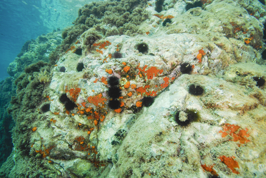 -4m. En la parte central izquierda de la imagen se puede observar un ejemplar del alga invasora de procedencia indo-pacífica Asparagopsis taxiformis.