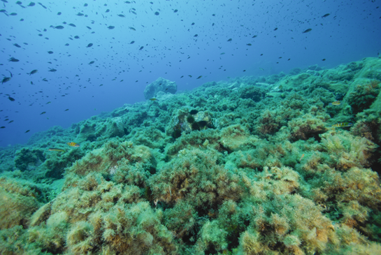 -8m. Un grupo muy numeroso de castañuelas nadan sobre la Comunidad de Algas Fotófilas de Modo Calmo.