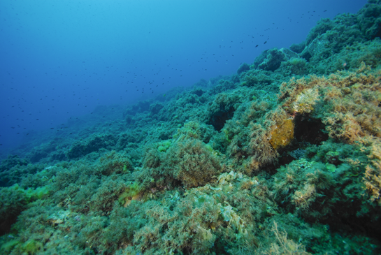-12m. En este sector del transecto se desarrolla una saludable Comunidad de Algas Fotófilas de Modo Calmo. En primer plano se pueden ver varios ejemplares del alga Padina pavonica.