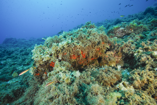 -15m. Dos julias Coris julis nadan sobre un grupo numeroso de ejemplares del alga parda Padina pavonica.