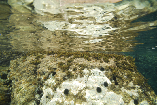 0m.  Las algas se disponen en cinturones horizontales, cerca de la superficie el alga parda Cystoseira sp., a continuación algas rojas coralinas (posiblemente Jania rubens o Haliptilon virgatum) y por debajo una zona de algas rojas incrustantes debido al ramoneo del erizo negro Arbacia lixula