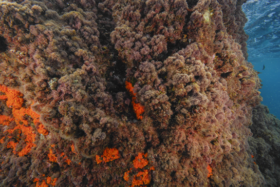 -1m. El coral naranja Astroides calycularis aprovecha las zonas umbrías como grietas o extraplomos para asentarse.