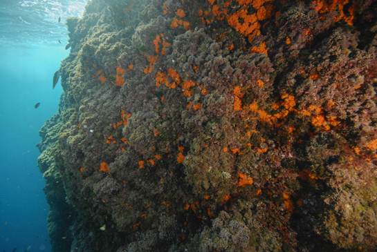 -2m. En la imagen podemos ver la elevada competencia por el sustrato entre las algas rojas coralina y el coral naranja Astroides calycularis.