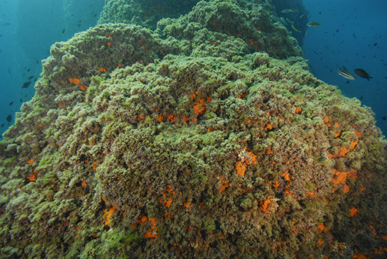 -5m. En esta imagen podemos ver como el coral naranja Astroides calycularis sólo se desarrolla en las zonas verticales menos iluminadas.