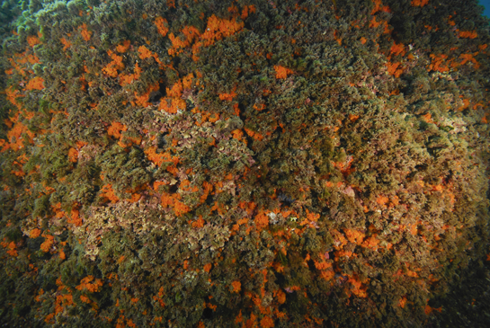 -6m. El  alga roja coralina Mesophyllum expansum se dispone en láminas superpuestas que albergan en su interior una gran cantidad de invertebrados.
