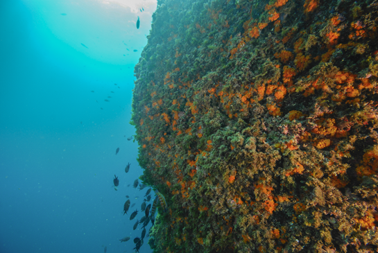 -7m. Castañuelas Chromis chromis y fredis Thalassoma pavo nadan cerca de la pared vertical cubierta por algas hemiesciáfilas y Astroides calycularis.