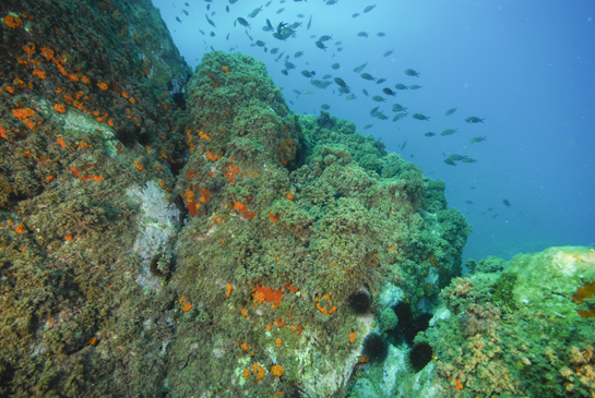 -8 m. Un pequeño escalón horizontal permite el asentamiento de una Comunidad de Algas Fotófilas de Modo Calmo en donde predomina el alga parda Halopteris scoparia.