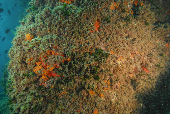 -9m. En el centro de la imagen el alga verde Flabellia petiolata que puede vivir hasta unos 100 m. de profundidad.