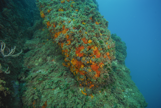 -10 m. A esta profundidad aparecen las primeras gorgonias de la especie Eunicella singularis.
