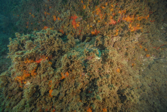 -13m. El paisaje de algas, esponjas rojas y coral naranja se continúa por la pared vertical del transecto.