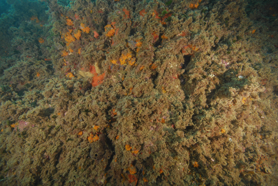 -14m. En la imagen se pueden ver dos ejemplares de la esponja Ircinia fasciculata. Esta especie de esponja sufrió una fuerte mortandad en el litoral granadino en el año 2009  que no afectó a la población de Chafarinas.