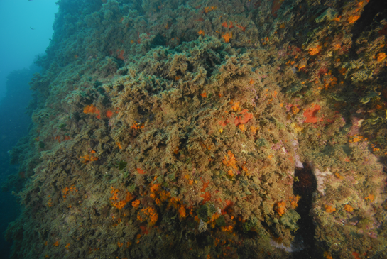 -15m.  El coral naranja Astroides calycularis se encuentra en el catálogo Español de Especies Amenazadas con la categoría  de “Vulnerable”.