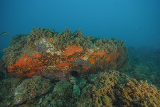 -20m. En el centro de la imagen y rodeada por esponjas rojas y la de color azul Phorbas tenacior se puede observar la valva derecha de un ejemplar muerto del molusco bivalvo Spondylus gaederopus.