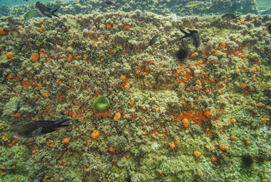 -3m. En primer plano nadan varias castañuelas Chromis chromis y por  detrás destacan entre las algas, por sus llamativos colores, varias colonias del coral naranja  Astroides calycularis,  las esponjas rojas y el alga verde, con forma globosa, Codium bursa. 