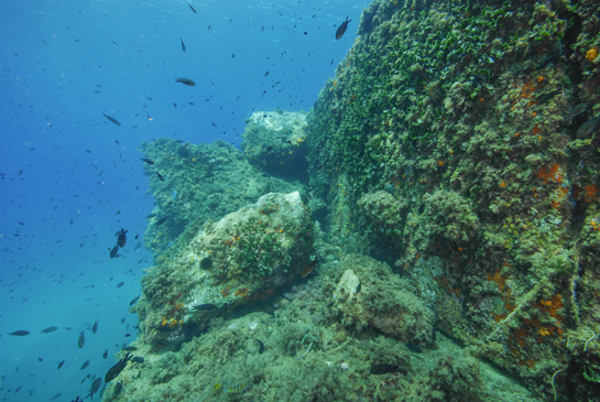 -6m. En la parte horizontal del escalón predomina el alga parda fotófila Halopteris scoparia y en la vertical, aparte de esponjas rojas y pequeñas colonias de coral naranja Astroides calycularis, el alga verde esciáfila Flabellia petiolata.
