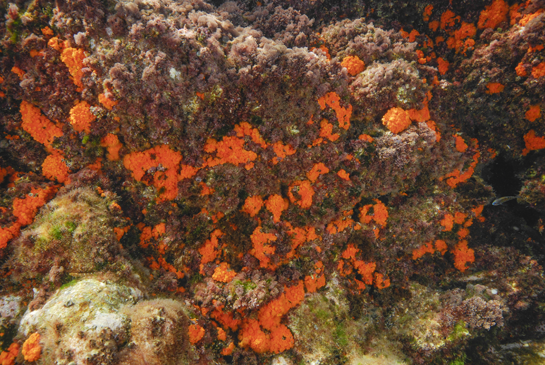 -1m. Los pequeños extraplomos favorecen el asentamiento de las colonias del coral naranja Astroides calycularis.