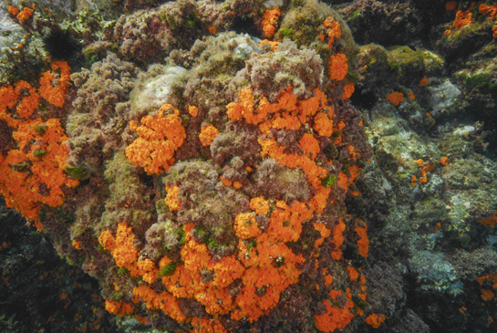 -2m. Los pequeños extraplomos favorecen el asentamiento de las colonias del coral naranja Astroides calycularis.