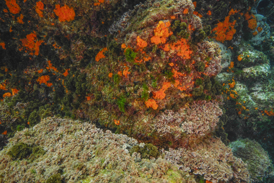 -3m. En esta imagen se aprecia con claridad como el coral naranja desaparece totalmente al pasar de una pared vertical a una zona horizontal.