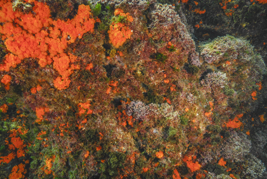 -4m. La verticalidad y orientación de la parte inicial del transecto limita la iluminación y favorece el asentamiento de una comunidad de Algas Esciáfilas de Modo Calmo, en donde predominan las algas rojas y el coral naranja Astroides calycularis.