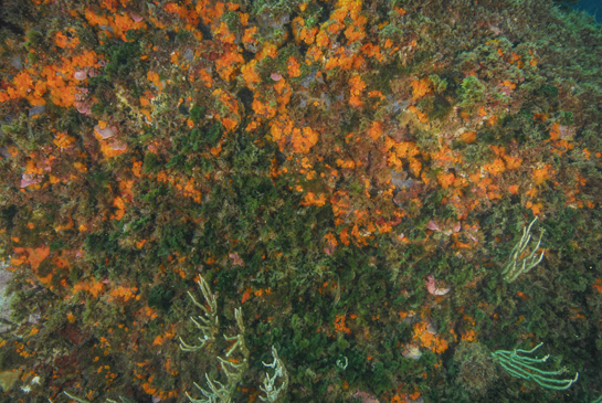 -8 m. Diferentes especies de esponjas (Phorbas tenacior, Ircinia sp., etc) y el coral naranja, Astroides calycularis destacan, en este tramo de pared vertical, sobre el color verde del alga Flabellia petiolata.
