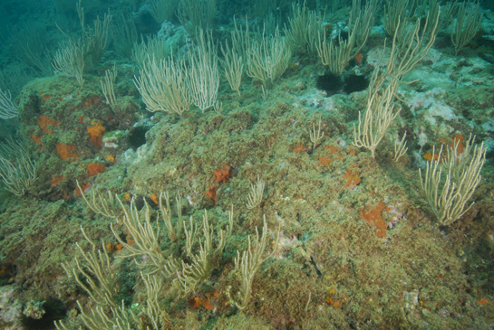 -10 m. La gorgonia Eunicella singularis predomina en estas zonas menos inclinadas, entre ellas se pueden observar esponjas rojas, coral naranja y erizos (Arbaica lixula y Paracentrotus lividus).