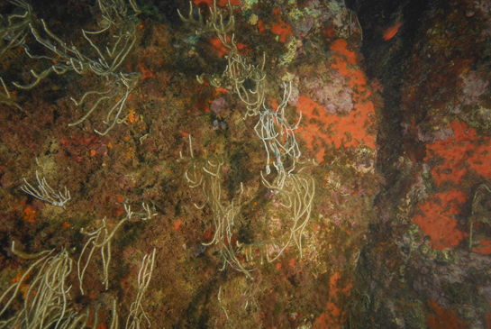 -15m. Las esponjas rojas aprovechan la grieta para desarrollarse debido a la menor competencia con las algas. En la parte superior se puede ver un salmonete real o reyezuelo Apogon imberbis.