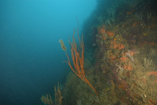 -22m. Las gorgonias están muy bien representadas en los fondos coralígenos de la Torre de la Conquista 