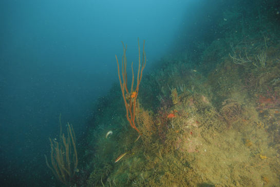 -23m. Varios ejemplares de julia, Coris julis, nadan en las proximidades de una gorgonia gigante Ellisella praplexauroides sobre la que crece una pequeña colonia de coral naranja Astroides calycularis.