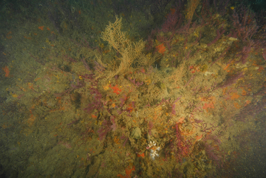 -25m. En la parte inferior de la fotografía se puede observar una pequeña colonia de coral amarillo Dendrophyllia ramea junto a diferentes especies de gorgonias.