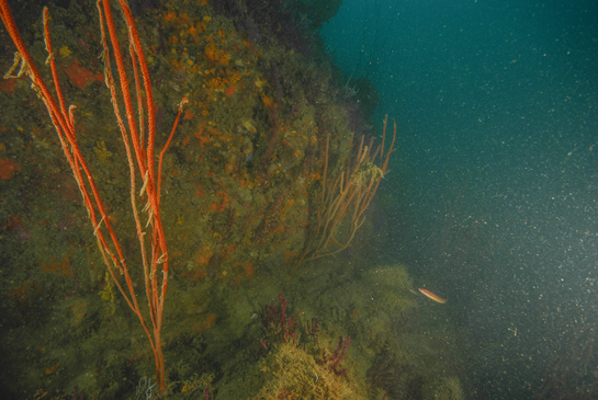 -26m. La parte profunda de las aguas de Chafarinas se encuentran, generalmente, cargadas con gran cantidad de sedimento.