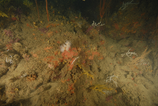 -29m. Una pequeña colonia de Dendrophyllia ramea se desarrolla sobre un fondo cubierto por una gran cantidad de sedimentos.
