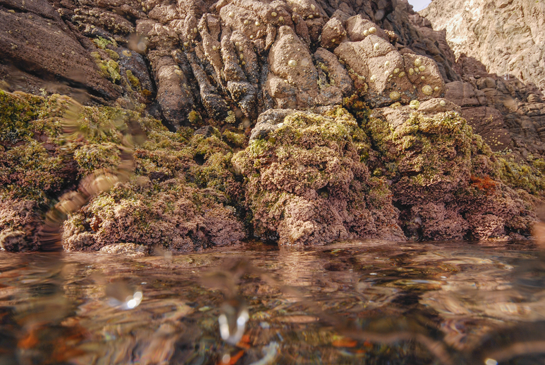 En esta fotografía tomada en el piso mediolitoral, se observan, sobre el cinturón de algas, las lapas Patella rustica y Patella ferruginea, esta última en peligro de extinción.