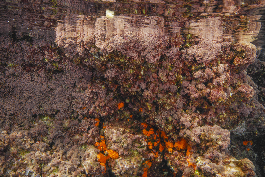 0m. En el piso mediolitoral inferior  predomina el alga Corallina elongata. En las grietas se empiezan a ver colonias del coral naranja Astroides calycularis.