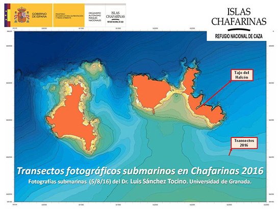 Resumen de las observaciones realizadas en cada metro de profundidad en Tajo del Halcón (Chafarinas). Autor: Luis Sánchez Tocino. Universidad de Granada