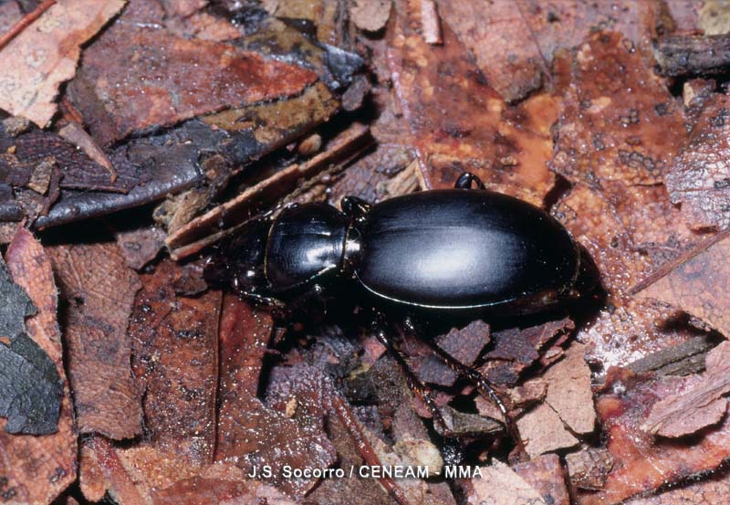 El escarabajo broscus (Broscus crassimargo), es una especie carnívora que se alimenta de lombrices y otros insectos.