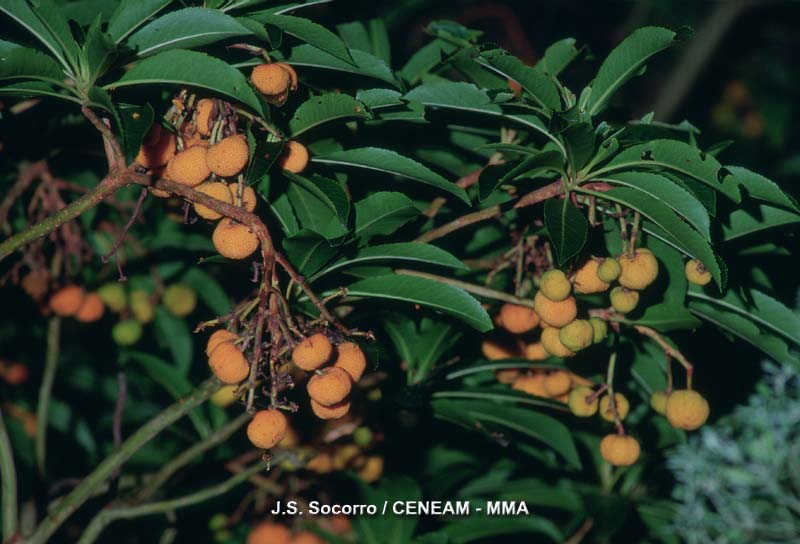 El madroño canario (Arbutus canariensis), vive en zonas secas y pedregosas de la laurisilva. Sus frutos son comestibles, en medicina popular se han utilizado para tratar la diabetes. 