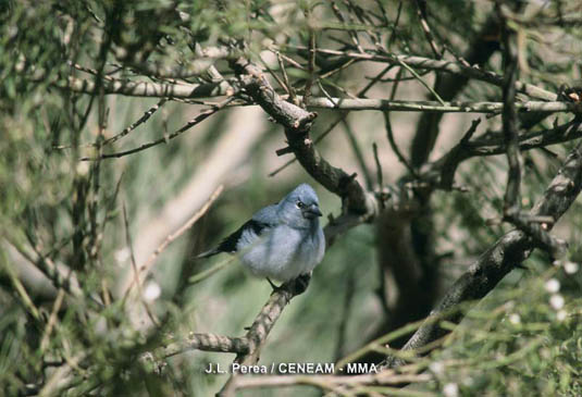 El pinzón azul del teide (Fringilla teydea subsp. teydea) aparece sobre todo en los pinares de pino canario, donde se alimenta de semillas e insectos.