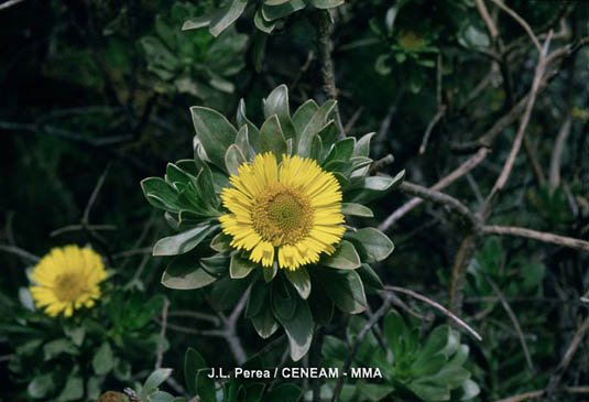El botón de Lanzarote (Nauplius intermedius) es un arbusto endémico de esta isla bastante frecuente en las zonas costeras.