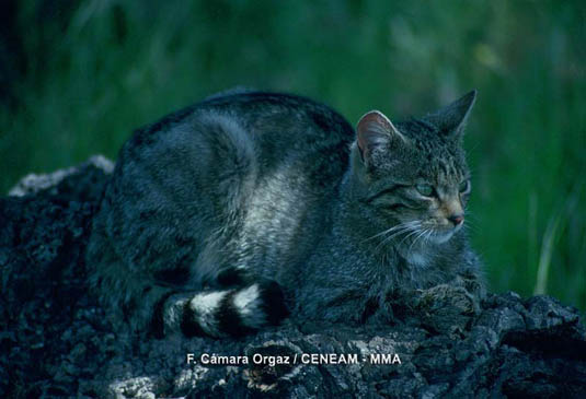 El gato montés (Felis silvestris), es un carnivoro habitual en el parque, se le ha observado desde zonas de altitud media, hasta cotas de 2.200 metros de altura.