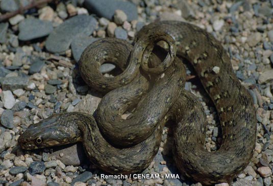 La culebra viperina (Natrix maura) es un reptil acuático que cuando se ve amenazado silba, aplana el cuerpo y la cabeza recordando a una víbora, de ahí le viene su nombre común.