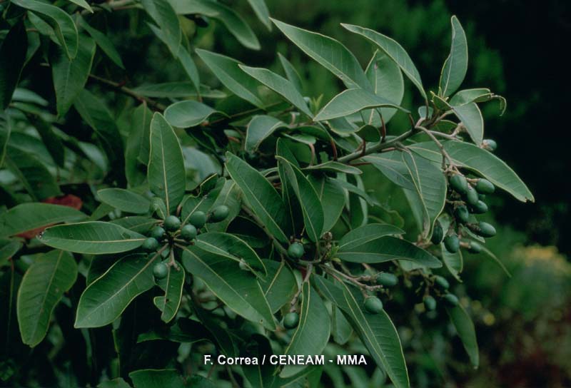 El viñátigo (Persea indica), se desarrolla en los lugares más húmedos de la laurisilva.