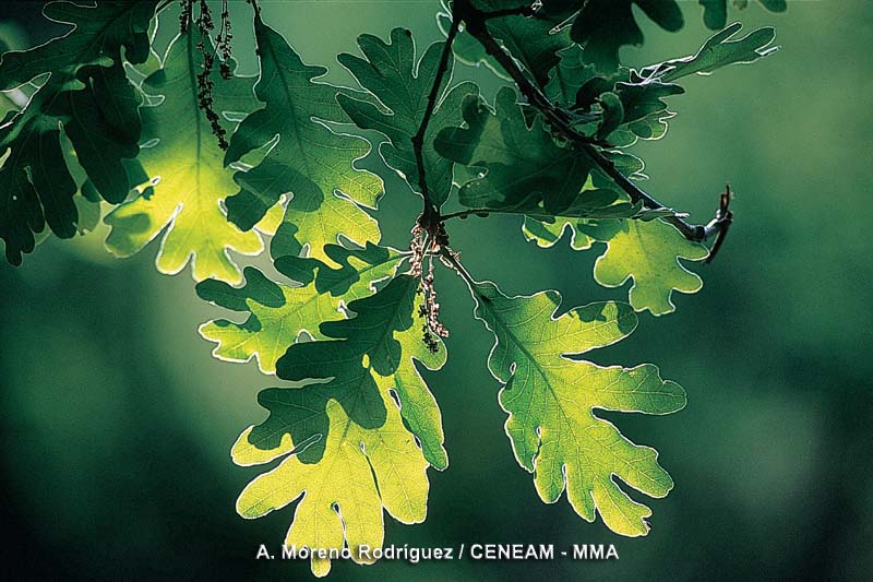 El roble melojo (Quercus pyrenaica), antiguamente era el árbol dominante del parque nacional. Actualmente sus poblaciones principales se encuentran en Cíes y Cortegada.