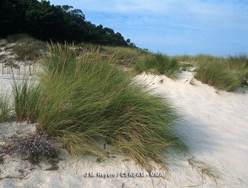 El barrón (Ammophila arenaria), coloniza las crestas dunares gracias a sus largas raíces de hasta cuatro metros de longitud.