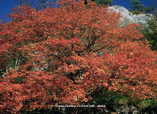 El arce granadino (Acer opalus) se desarrolla en el sector occidental del Parque Nacional ocupando las zonas de mayor humedad ambiental.