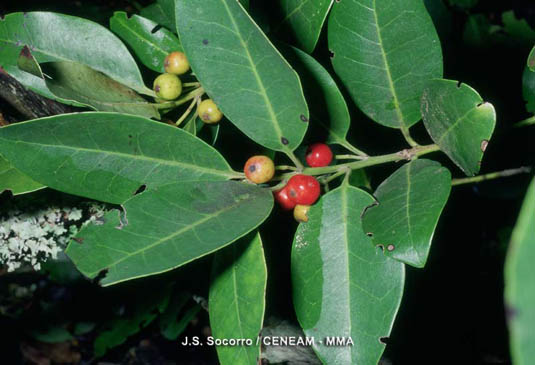 El acebiño (Ilex canariensis) vive en la  laurisilva y es capaz rebrotar de raiz cuando la planta madre muere.