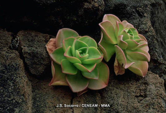 Los bejeques (Aeonium sp.) crecen sobre sustratos rocosos.