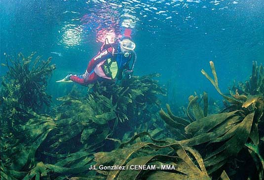 A pocos metros de profundidad, podemos observar grupos de laminarias (Laminaria ochroleuca). Este alga habita en zonas rocosas donde la temperatura del agua no supera los 15 Cº.