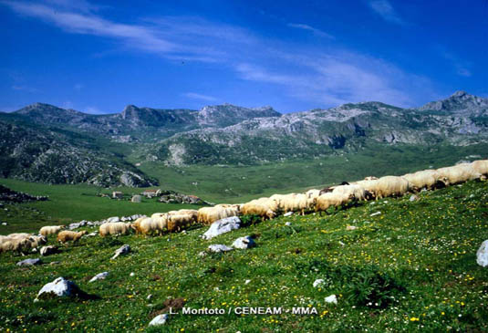 La raza de ovejas más extendida en el parque es la Lacha. Estos animales están  perfectamente adaptados a sobrevivir en lugares montañosos.